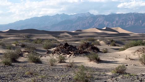 Dead-tree-stumps-and-green-shrubs-on-sand-dunes-in-the-Mojave-Desert-California,-Aerial-dolly-in-shot