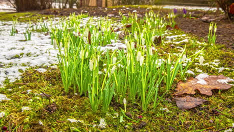 Timelapse-Of-Snowdrops
