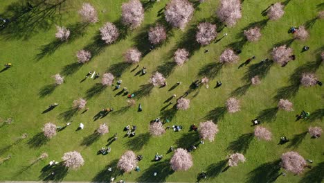 AERIAL:-People-Walking-Among-Cherry-Blossom-During-Its-Season-in-Vilnius