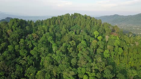 Dichter-Tropischer-Regenwald-Auf-Einem-Hügel-In-Indonesien