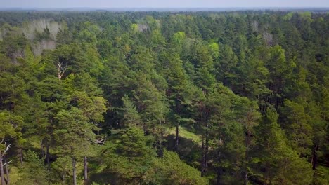 Aerial-birdseye-view-of-the-north-European-pine-forest-tree-tops,-lush-green-pine-trees,-calm-sunny-day,-pathway,-wildlife-nature-landscape,-wide-angle-drone-shot-moving-forward