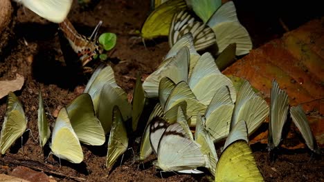Verschiedene-Gelbe-Schmetterlingsschwärme,-Rotfleck-Sägezahn-Prioneris-Clemanthe,-Sturmmöwe-Cepora-Nerissa,-Orangenalbatros-Appias-Nero,-Nationalpark-Kaeng-Krachan,-Thailand