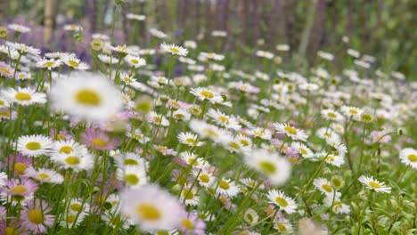 Dolly-shot-through-a-flower-bed-with-daisies