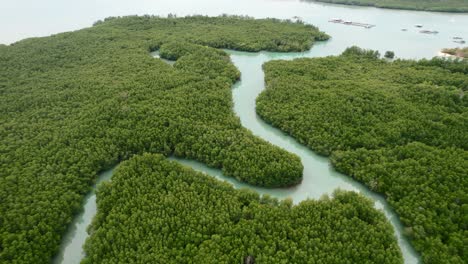 Geschwungener-Tropischer-Grüner-Mangrovenwaldfluss-Auf-Einer-Insel-In-Thailand-Von-Oben,-Luftaufnahme