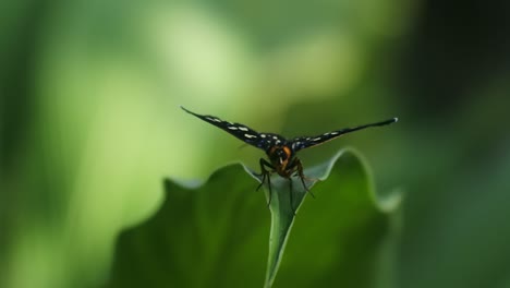 Insekten-HD-Video,-Schmetterlingsmuster