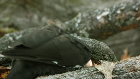 Pájaro-Carpintero-En-El-Bosque-Picoteando-Tronco-De-árbol