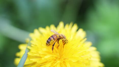 Bee-collecting-nectar-from-blooming-dandelion-flower-on-windy-day,-close-up