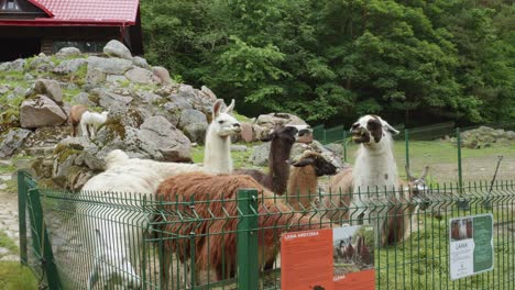 Group-Of-Llamas-Behind-Metal-Fence-In-The-Zoo-In-Gdansk,-Poland---wide