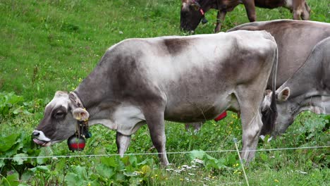 Tres-Vacas-Marrones-Comen-Hierba-En-Un-Campo,-Un-Cencerro-Rojo-Y-Un-Cable-Protector,-Alpes,-Suiza