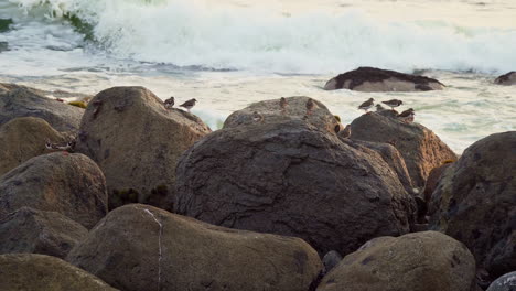 Static-shot-of-a-flock-of-birds-resting-on-boulders-along-a-rocky-beach-in-San-Bartolo,-Lima,-Peru