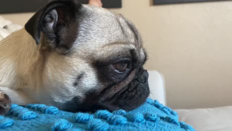 Close-up-portrait-lazy-adorable-female-pug-on-a-pillow