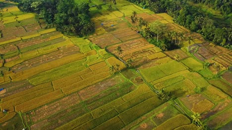 Increíbles-Filmaciones-Cinematográficas-De-Ubud,-Bali-Drone-Con-Exótica-Terraza-De-Arroz,-Pequeñas-Granjas-Y-Plantaciones-Agroforestales