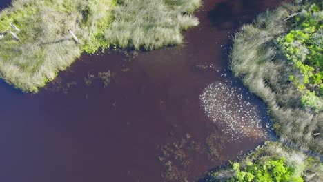 Aerial-showing-a-rain-water-run-off-into-a-Florida-gulf-water-bay