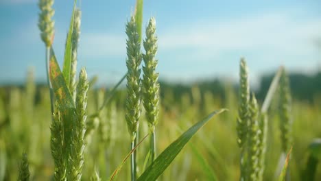 Close-up-ear-of-wheat-in-the-blue-skie