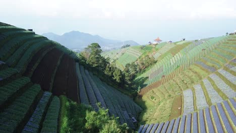 Aerial-shot-over-terraced-vegetable-Plantation-on-hillside-of-Mount-Sumbing-in-Central-Java,Indonesia
