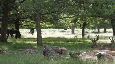 National-Nature-Reserve-Richmond-park,-London,-scenery