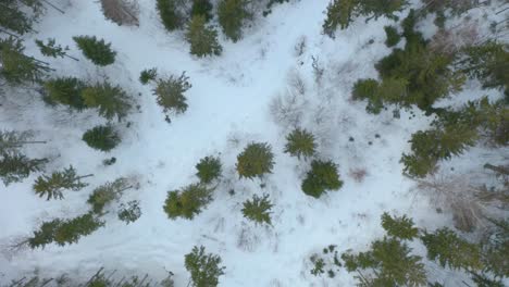 Drone-video-from-the-top-of-a-snowy-spruce-forest-in-winter