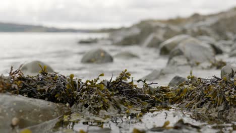 Gentle-ocean-waves-ebb,-flow-and-lap-against-rocks-in-the-background-against-a-grey-sky-while-the-camera-focuses-on-seaweed-in-rockpools-in-the-shallow-foreground