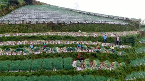 Farmers-harvest-green-onions-in-field,-plantation-near-Magelang,-Indonesia