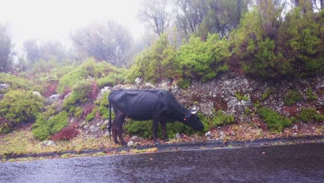 Black-cow-grazes-on-the-side-of-the-road-during-bad-weather