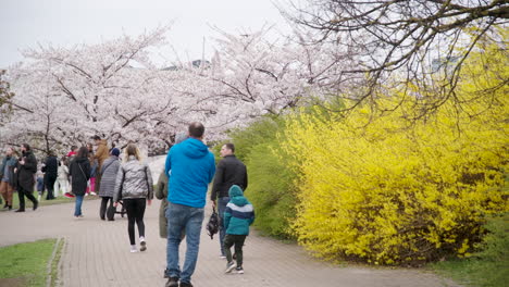 Menschenmassen-Genießen-Den-Nachmittag-Im-Vilnius-Sakura-Park-Mit-Blühenden-Japanischen-Kirschbäumen
