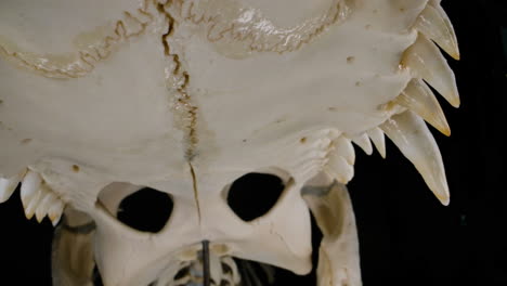 Crocodillian-skeleton---inside-the-mouth-of-a-predator