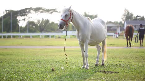 Schönes-Weißes-Pferd,-Das-Im-Frühling-Auf-Einer-Wiese-Weidet