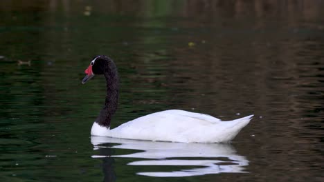 Un-Hermoso-Cisne-De-Cuello-Negro-Nadando-Solo-En-Un-Lago-En-Busca-De-Comida-Bajo-El-Agua