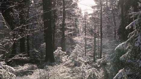 Dreamy-winter-shot-in-deep-forest-with-snowy-plants-and-trees-and-sunlight-in-background