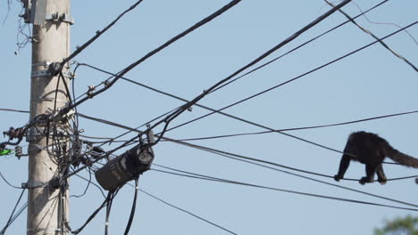Monkey-balances-at-electric-wires-while-it-moves-towards-a-lighting-post-full-of-wires