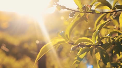 Die-Sonne-Scheint-Auf-Wachsende-Blumen-Und-Knospen-Eines-Pfirsichbaums-Mit-Frischen-Grünen-Blättern-Im-Frühling