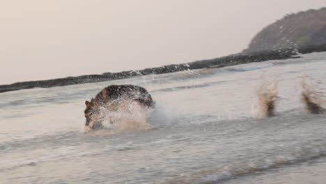 Joven-Perro-Pastor-Alemán-Persiguiendo-La-Pelota-En-La-Playa-En-Pequeñas-Olas-|-Joven-Perro-Pastor-Alemán-De-Humor-Juguetón-Jugando-Con-Una-Pelota-En-La-Playa-En-Mumbai,-15-De-Marzo-De-2021