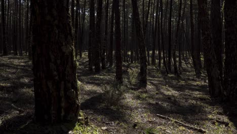 4K-Kiefernwaldlandschaft-Mit-Einigen-Schatten,-Die-Zwischen-Den-Bäumen-Tanzen