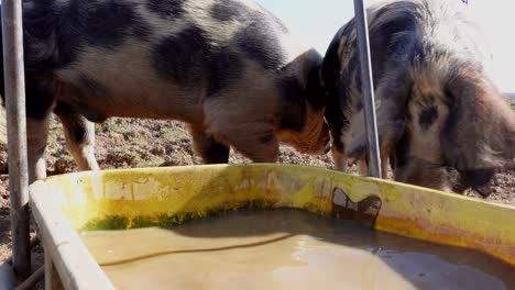 Nahaufnahme-Von-Gepunkteten-Schweinen,-Die-Bei-Sonnenlicht-Erdiges-Braunes-Wasser-Aus-Einem-Tank-Trinken