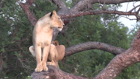 A-lioness-surveys-the-land-while-sitting-perched-high-in-a-fallen-tree-with-another-female-lion-beside-her