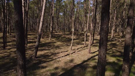 4K-drone-moving-slowly-to-the-left-in-the-middle-of-a-pine-tree-showing-the-tree-trunks-and-shadows