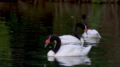 Un-Grupo-De-Hermosos-Cisnes-De-Cuello-Negro-Nadando-Pacíficamente-En-Un-Estanque-En-Busca-De-Comida