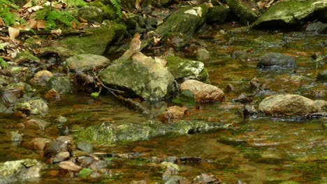 small-streaming-stream-between-small-and-big-stones-while-a-small-bird-is-looking-around-and-jumping