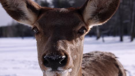 elk-closeup-slomo-winter-pretty-eyes