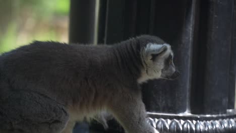 Süßer-Lemur,-Der-In-Plankendaal-In-Der-Nähe-Eines-Baumstamms-Spaziert-Und-Sich-Entspannt-Und-Umschaut-Porträt-Weiße-Tierwelt-Natur-Wildes-Säugetier-Tierzweig