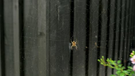 Spider-in-the-middle-of-the-spider-web,-black-painted-old-traditional-wooden-residential-house-in-background,-overcast-day,-medium-handheld-medium-closeup-shot