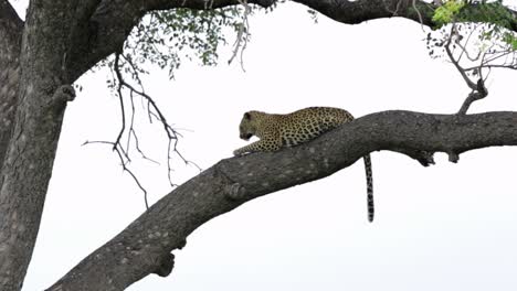 African-Leopard-stretches-out-on-tree-limb-against-white-sky-in-Kruger