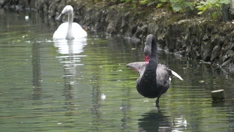 Black-Swan-and-White-Swan-cooling-in-rural-pond-in-park-during-sunny-day---super-slow-motion