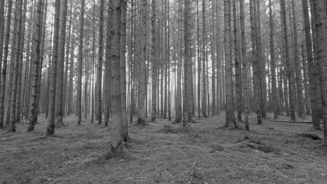 Black-and-white-4k-video-of-a-clean-forest-full-of-trees-at-a-bright-sunny-day-while-a-man-is-walking-through-the-idyllic-woodland