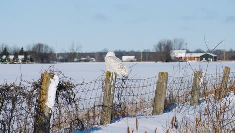 Large-adult-snowy-owl-sits-on-a-fence-post,-keeping-warm-in-the-morning-sunlight-and-searching-for-prey