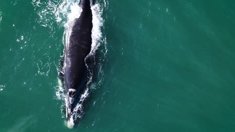 Solo-Southern-Right-Whale-exhaling-water-in-distinctive-V-shape