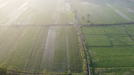 Aerial-view-of-green-rice-fields-in-the-morning