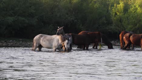Zwischenaufnahme-Von-Pferden,-Die-Durch-Einen-Fluss-Waten-Und-Die-Vegetation-Im-Wasser-Fressen