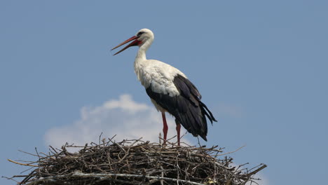Majestic-stork-resting-nest-during-windy-day-and-blue-sky-in-background,close-up---Observing-area-and-hunting
