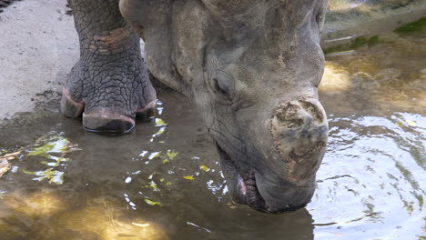 Close-up-of-Indian-rhinoceros-drinking-water-of-stream-in-Nepal,slow-motion